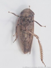 Paraphlepsius continuus