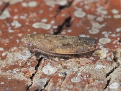 Paraphlepsius continuus