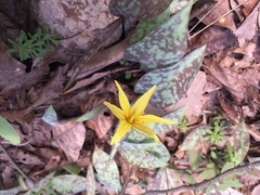Erythronium rostratum