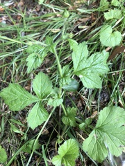 Geum urbanum