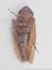 Paraphlepsius quadratus