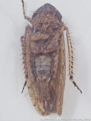 Paraphlepsius quadratus