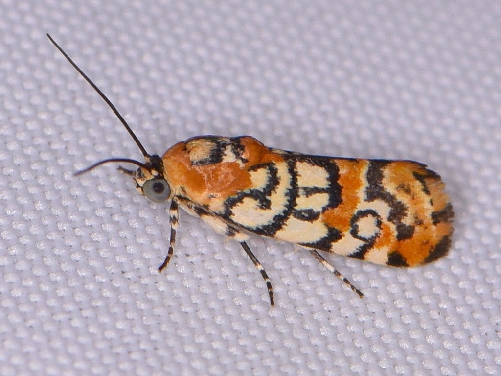 Spragueia