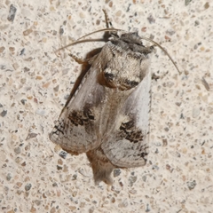Parahypopta caestrum