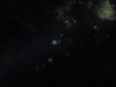 Craspedacusta sowerbii