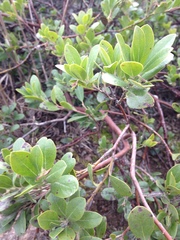 Arctostaphylos × media