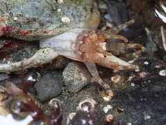 Halcampa decemtentaculata