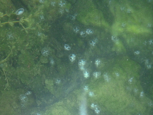 Craspedacusta sowerbii