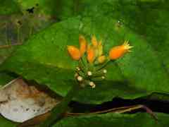 Gurania lobata