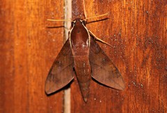 Gnathothlibus erotus