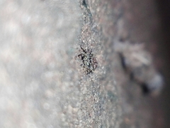 Salticidae