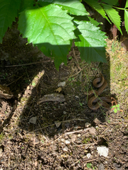 Coronella austriaca austriaca
