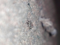 Salticidae