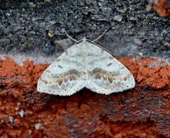 Macaria loricaria