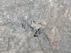 Salticidae
