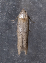 Obithome punctiferella