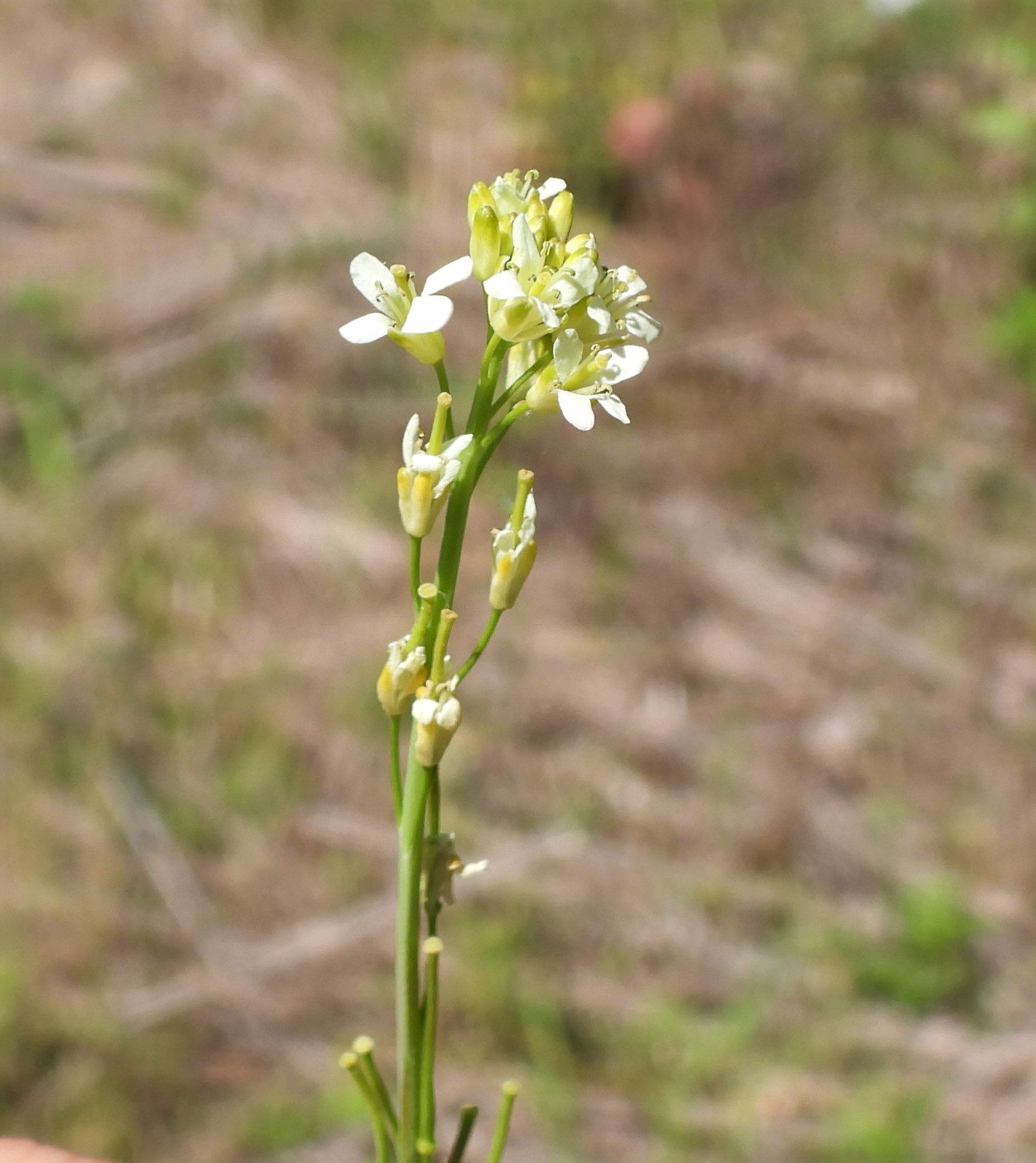 Turritis glabra