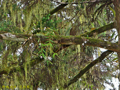 Dendrobium moniliforme