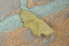 Euchlaena johnsonaria