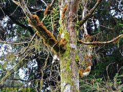 Dendrobium moniliforme