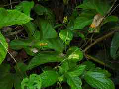 Gurania lobata