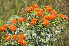 Asclepias tuberosa interior