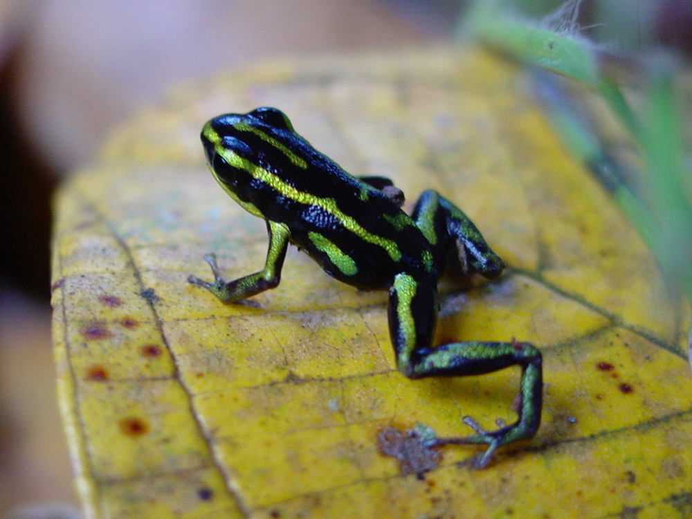 Yellow-Bellied Poison-Arrow Frog