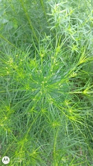 Vernonia lettermannii
