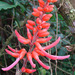 Erythrina costaricensis - Photo (c) Dick Culbert，保留部份權利CC BY