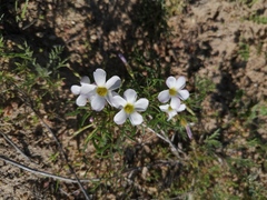 Oxalis pusilla