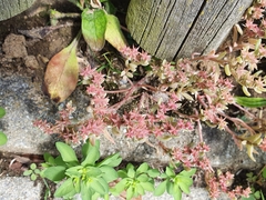 Sedum hispanicum