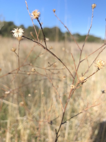 iNaturalist observation photo of Plants