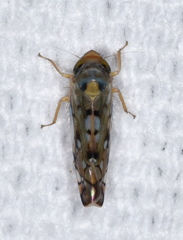 Scaphoideus opalinus