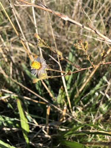 iNaturalist observation photo of Sunflowers, Daisies, Asters, and Allies