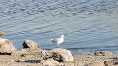 Larus