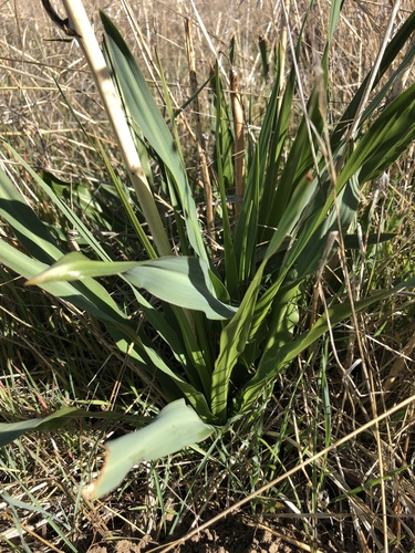 iNaturalist observation photo of wavy-leafed soap plant