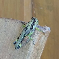 Dendrotettix quercus