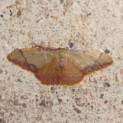 Idaea ostrinaria
