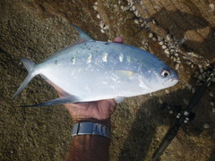Trachinotus coppingeri
