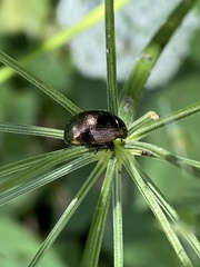 Chrysolina oricalcia