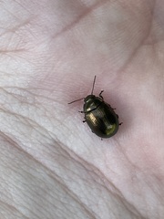 Chrysolina oricalcia