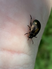 Chrysolina oricalcia