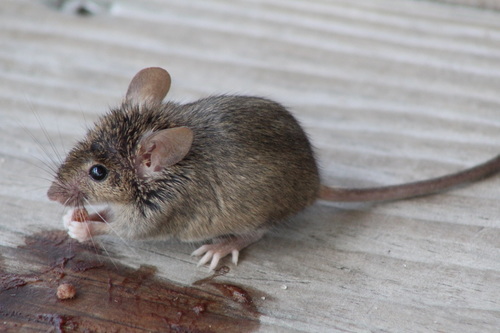 House Mouse
