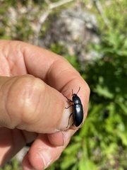 Centronopus calcaratus