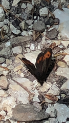 Erebia ligea