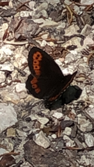 Erebia ligea