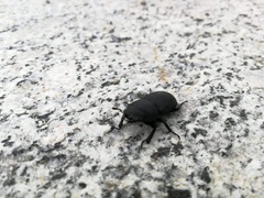 Dorcus parallelipipedus