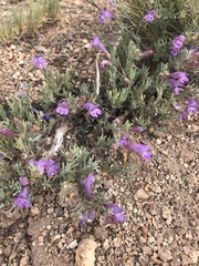 Penstemon caespitosus