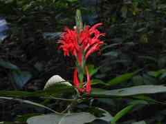 Pachystachys coccinea
