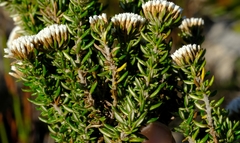 Metalasia umbelliformis